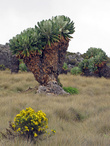 Senecio kilimanjari. 100% эндемик, произростающий только на Кили на высотах от 3200 до 4000 метров.