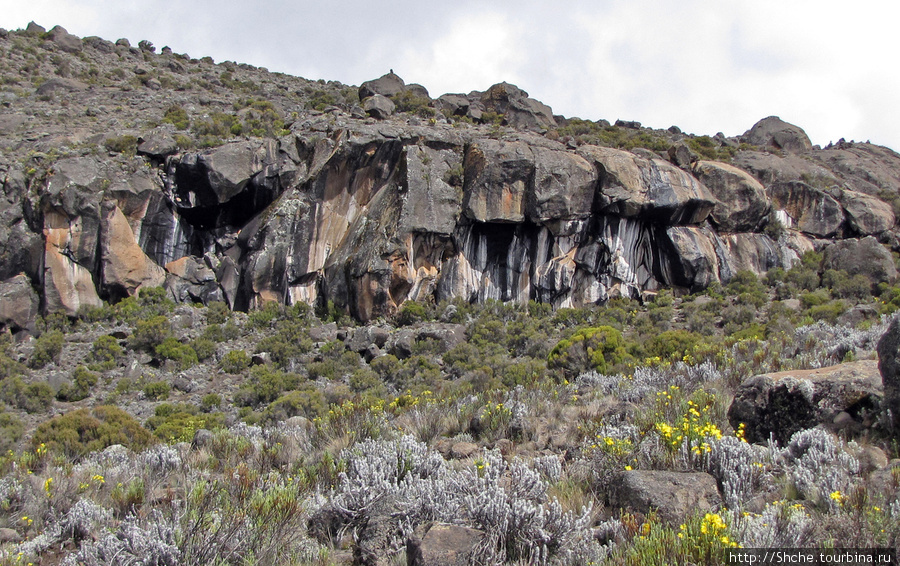Zebra Rock, к ней ходят только в акклиматизационный день. Килиманджаро Национальный Парк, Танзания