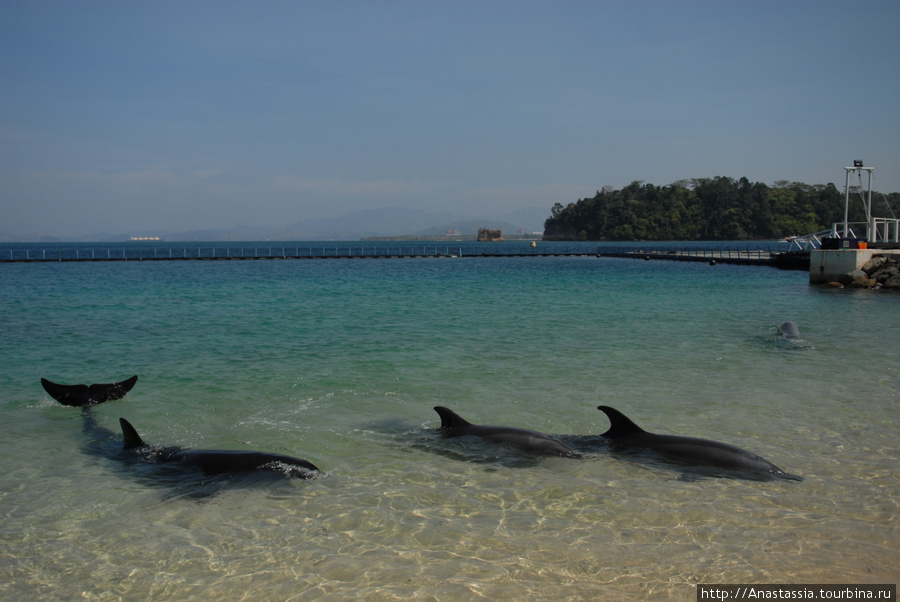 Дайвинг с дельфинами Субик-Бей, Филиппины