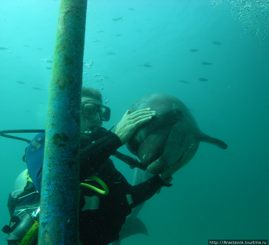 Дайвинг с дельфинами Субик-Бей, Филиппины
