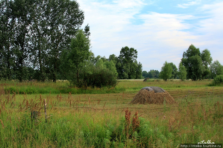 Остер Остер, Украина