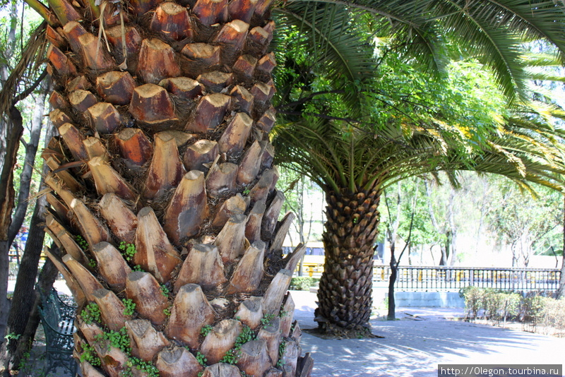 Широченные пальмы Мехико, Мексика