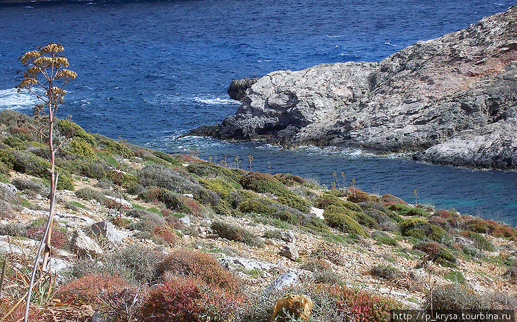 На Комино необычная яркая растительность Остров Комино, Мальта