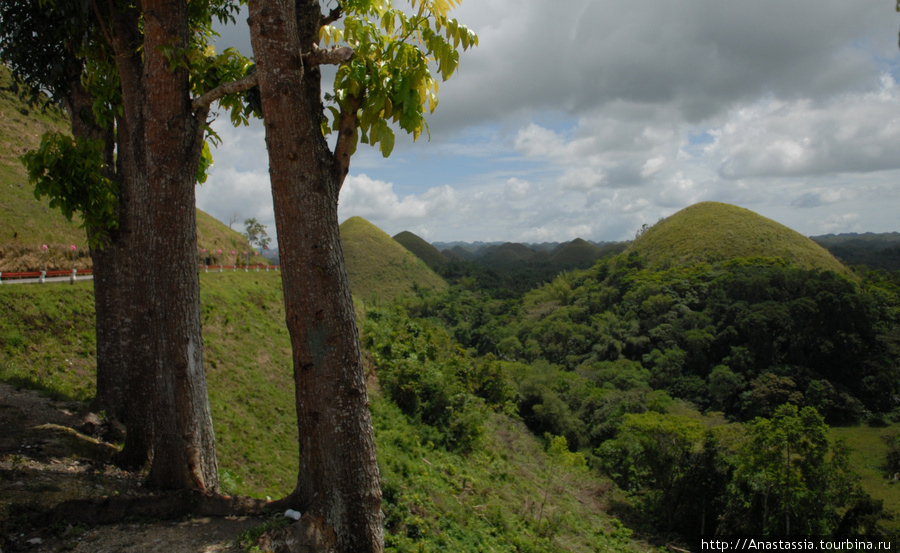 Долгопяты и Шоколадные холмы Остров Бохол, Филиппины