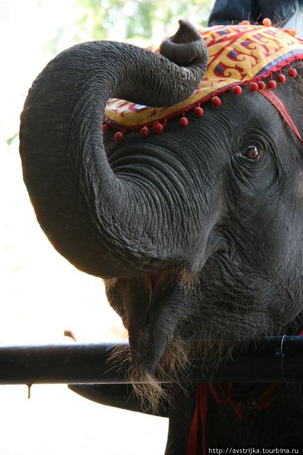 Шоу слонов Паттайя, Таиланд