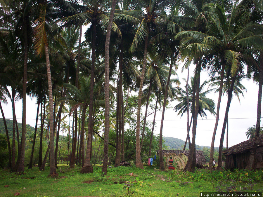 Новый визит в Анжуну начался год назад с пальмовых зарослей по пути из Баги. Анжуна, Индия
