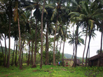 Новый визит в Анжуну начался год назад с пальмовых зарослей по пути из Баги.