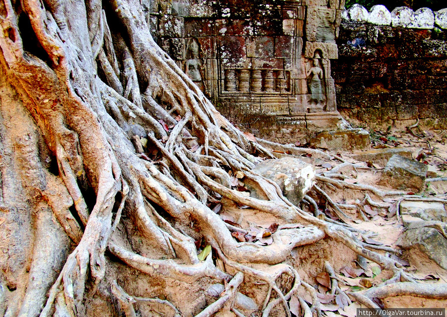 Корни, как щупальцы огромного спрута, тянутся далеко в стремлении поглотить новую жертву Ангкор (столица государства кхмеров), Камбоджа