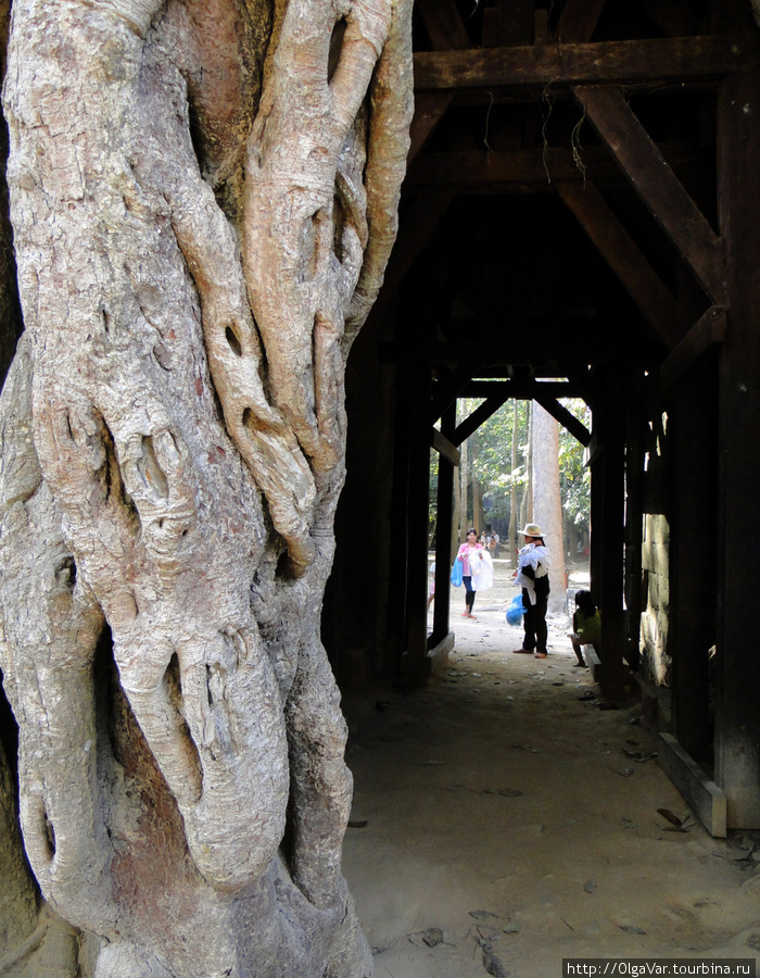 Нога спрута. Внутри врата, вынужденные удерживать вес дерева, укреплены балками Ангкор (столица государства кхмеров), Камбоджа