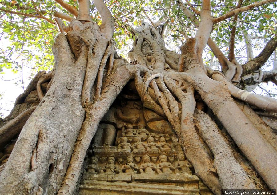 Корни почти полностью скрыли барельефы Ангкор (столица государства кхмеров), Камбоджа