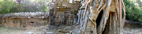 Окружающие храм стены и Восточные ворота, поглощенные деревом.