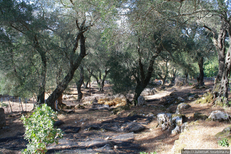 Оливковые террассы. Прошлогодние сети для сбора оливок. Палеокастрица, остров Корфу, Греция