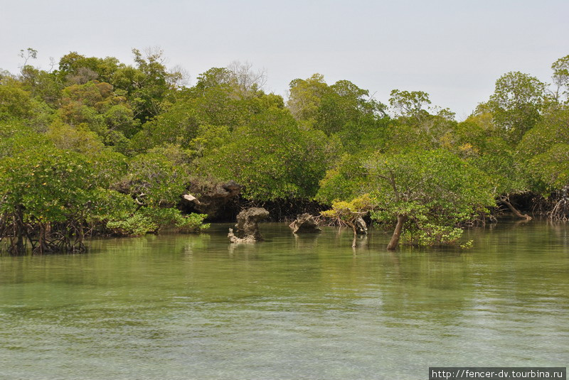 Мангровые деревья во всей красе Остров Занзибар, Танзания