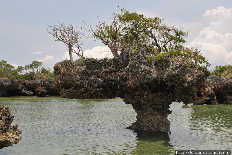 В мангровой лагуне Остров Занзибар, Танзания