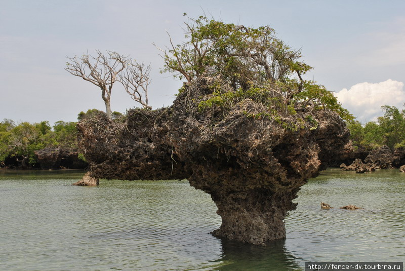 В мангровой лагуне Остров Занзибар, Танзания