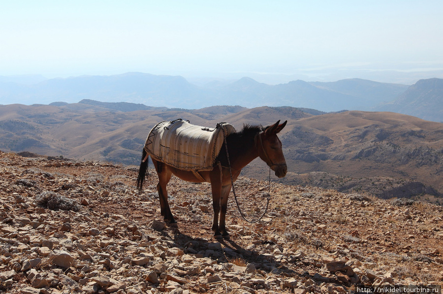 флегматичный ослик на горе Немрут Кахта, Турция