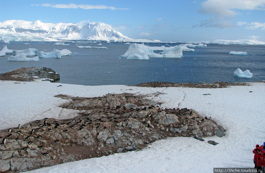 Мы не сильно привлекаем внимание пингвинов Остров Кавервиль, Антарктида