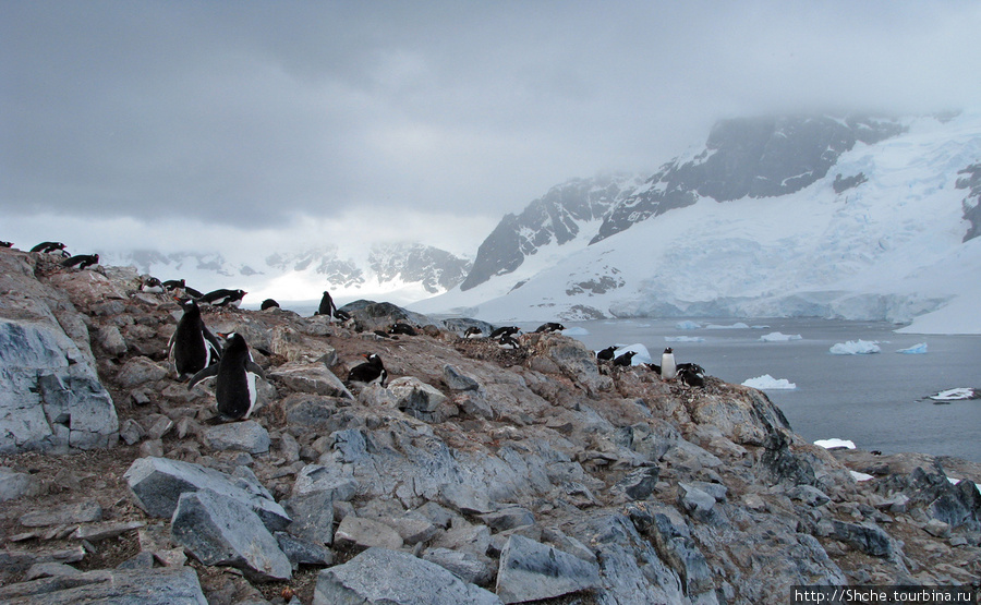 Cuverville island — здесь гнездятся пингвины. Остров Кавервиль, Антарктида