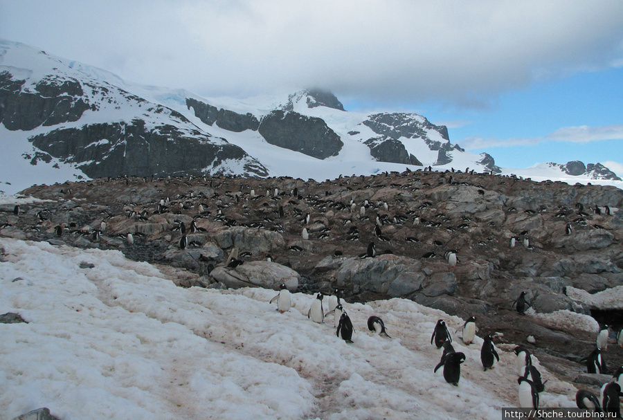 На каждой поляне сотни гнезд Остров Кавервиль, Антарктида