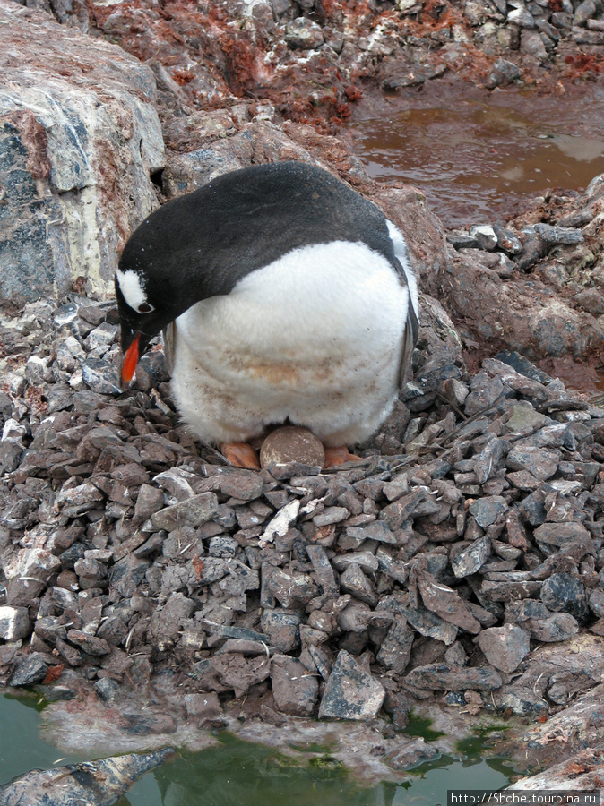 Не у всех  соблюдаются гигиенические условия Остров Кавервиль, Антарктида