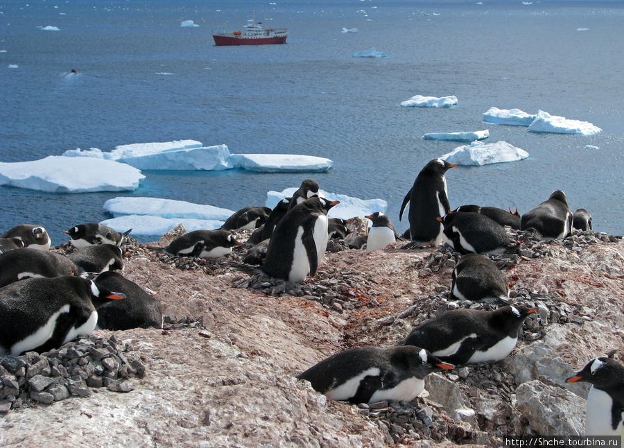 Cuverville island — здесь гнездятся пингвины. Остров Кавервиль, Антарктида
