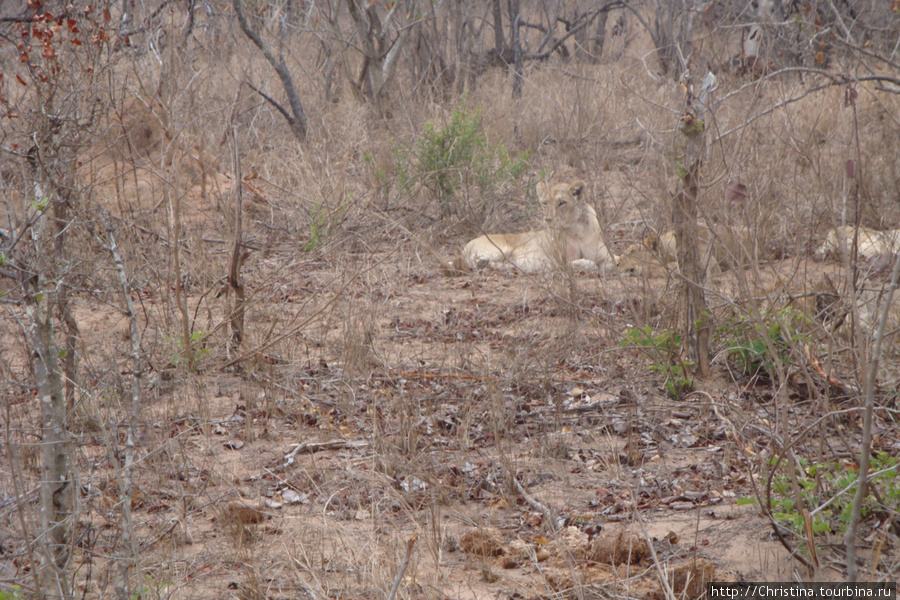 Утреннее сафари в Крюгер парке. День первый. Национальный парк Крюгер, ЮАР