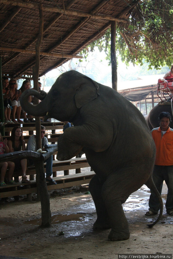 в деревне слонов Канчанабури, Таиланд