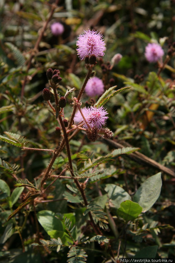 удивительный цветок сиамская недотрога — стоит прикоснуться к листьям растения, как они тут же складывают свои листики, словно сжимают пальцы Остров Чанг, Таиланд