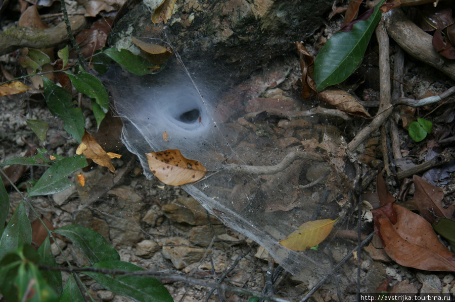 огромная паутина в лесу Остров Чанг, Таиланд