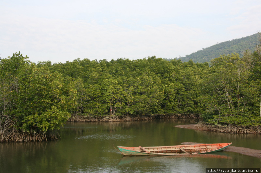 мангровые заросли Остров Чанг, Таиланд