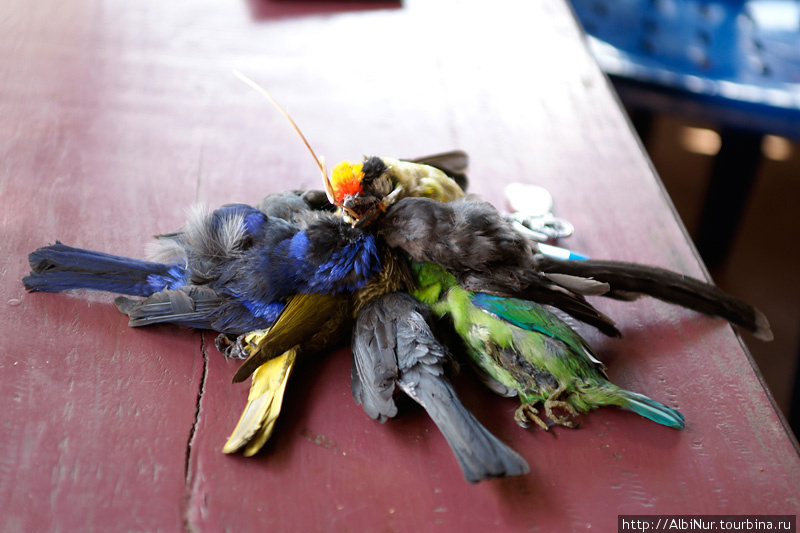 Что делают с этими крохотными яркими птичками, мы не поняли. Есть в них нечего, разве что сувениры делают. Лаос