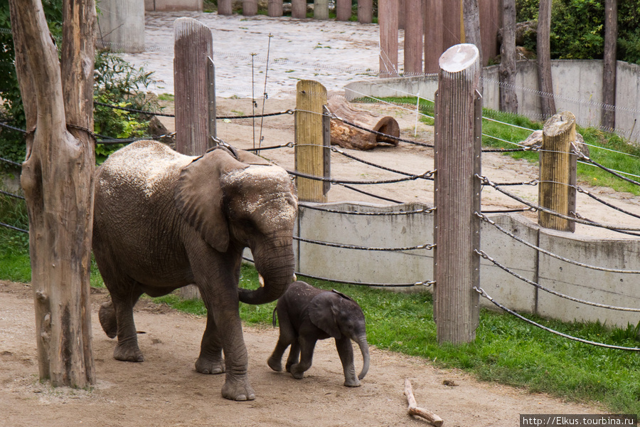 Старейший в мире  зоопарк Вена, Австрия