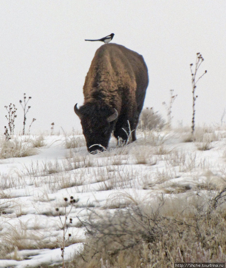 Antelope Island — заповедник в Большом Соленом озере. Парк Остров Антилопы, CША