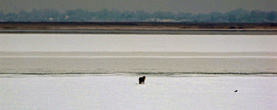 На краю льда увидели животное, только через оптику рассмотрели, что это волк... или койот.