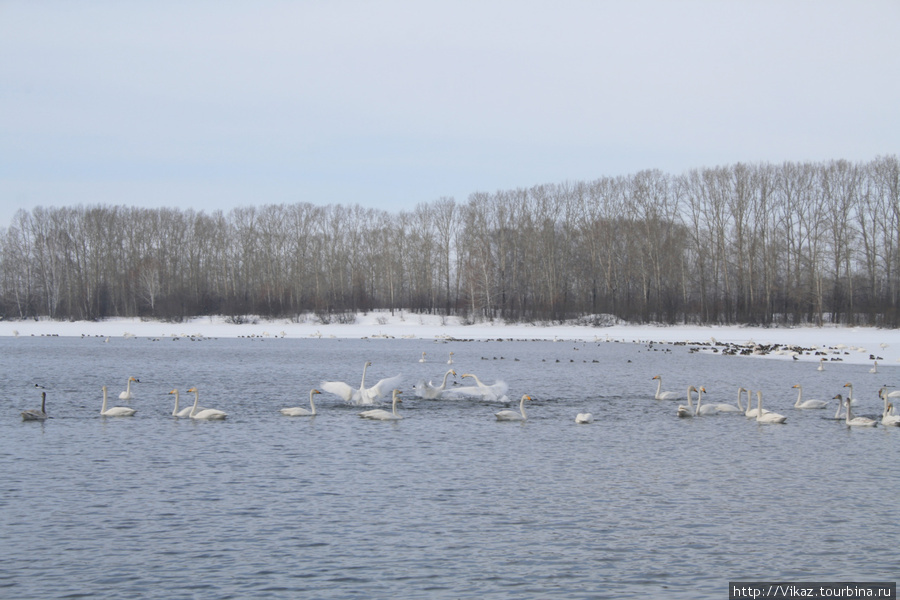 Диковинка: лебеди в Сибири Алтайский край, Россия
