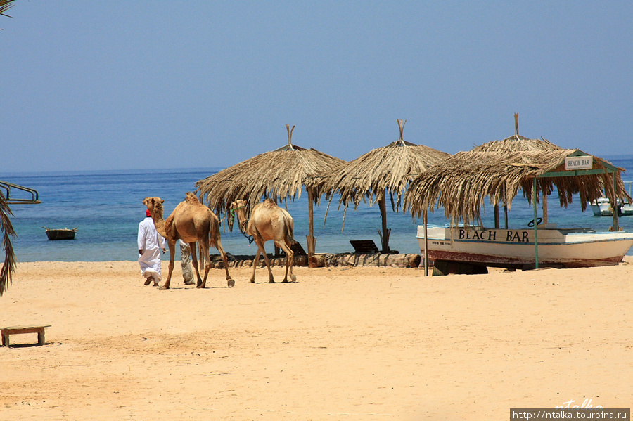 Красное море Шарм-Эль-Шейх, Египет