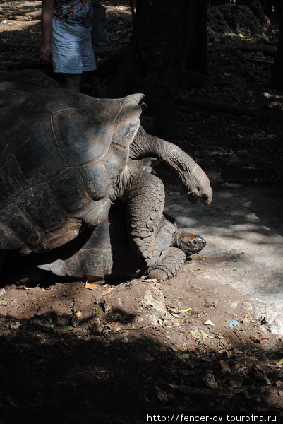 На туристов черепахи совсем внимания не обращают Остров Призон, Танзания