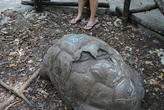 Смотрители утверждают что цифры на спине означают номер. Но 185 лет для черепахи — многовато.
