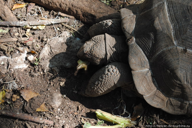 Гигантские черепахи тюремного острова Остров Призон, Танзания