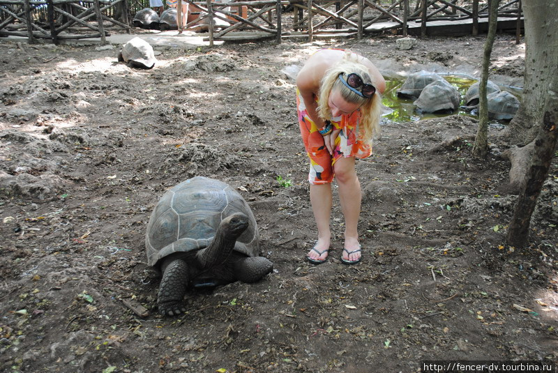 Гигантские черепахи тюремного острова Остров Призон, Танзания