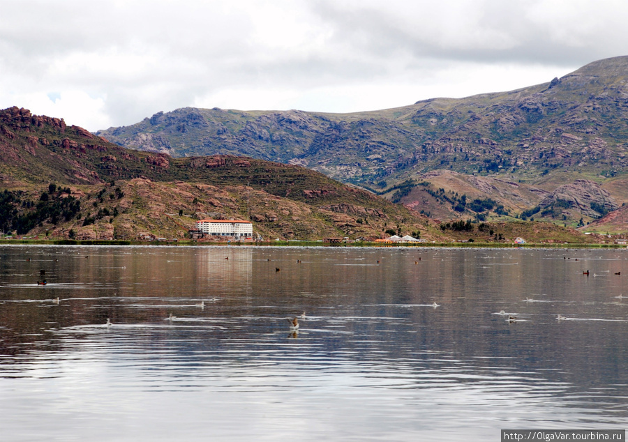 На озере много уток и другой живности Озеро Титикака, Перу