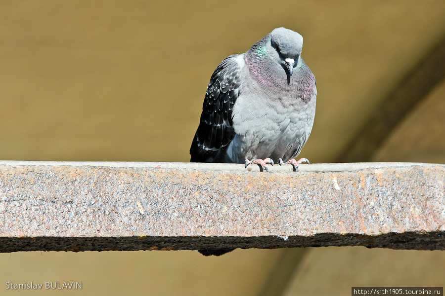 Сытый голубь Венеция, Италия