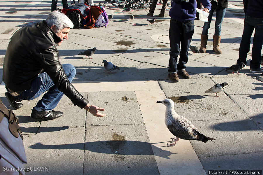 Начился последний день в Венеции. Утром на площади Сан Марко встретилась большая странная птичка (чайка, вроде как) Венеция, Италия
