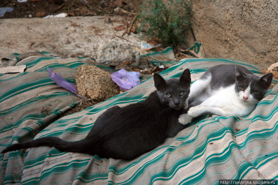 Побережье Ллорет-де-Мар и испанские кошки Ллорет-де-Мар, Испания