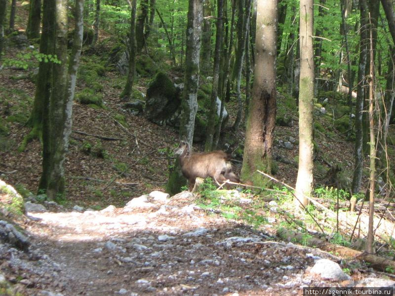 Горные козы Рамзау-Берхтесгаден, Германия