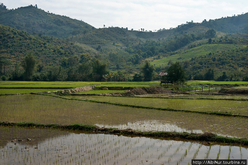 Рисовые поля Лаоса невелики, но удивительно зелены. Урожай риса собирают несколько раз в год, населенка неплотная, потому нет нужды, как в Китае, формировать терассы для рисовых плантаций в горах. О неспешности и лени лаосцев говорят: в Китае рис сажают, в Камбодже его собирают, а в Лаосе слушают, как рис растёт. Сай, Лаос