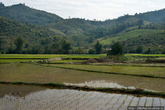 Рисовые поля Лаоса невелики, но удивительно зелены. Урожай риса собирают несколько раз в год, населенка неплотная, потому нет нужды, как в Китае, формировать терассы для рисовых плантаций в горах. О неспешности и лени лаосцев говорят: в Китае рис сажают, в Камбодже его собирают, а в Лаосе слушают, как рис растёт.