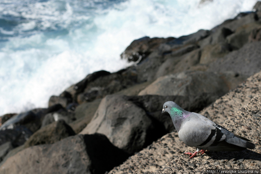 медитирующий голубь Остров Тенерифе, Испания