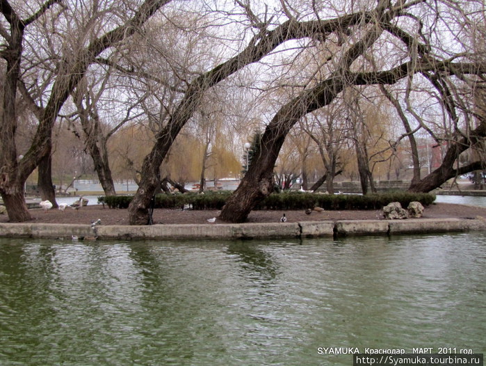 В Нижнем парке — фигурный пруд с гусями, утками и чайками. Краснодар, Россия