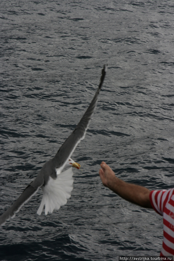 чайка в открытом море Остров Тенерифе, Испания